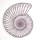 violet ammonite