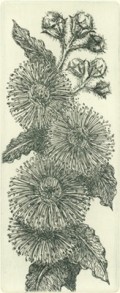 angophora hispida