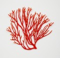 coral branch 2