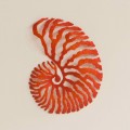 orange nautilus